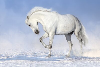 Graues Pferd im Schnee