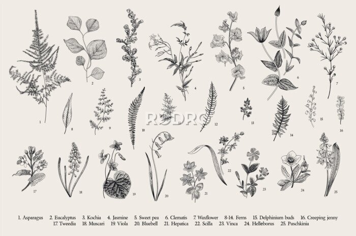 Poster Gravur mit alten Feldpflanzen