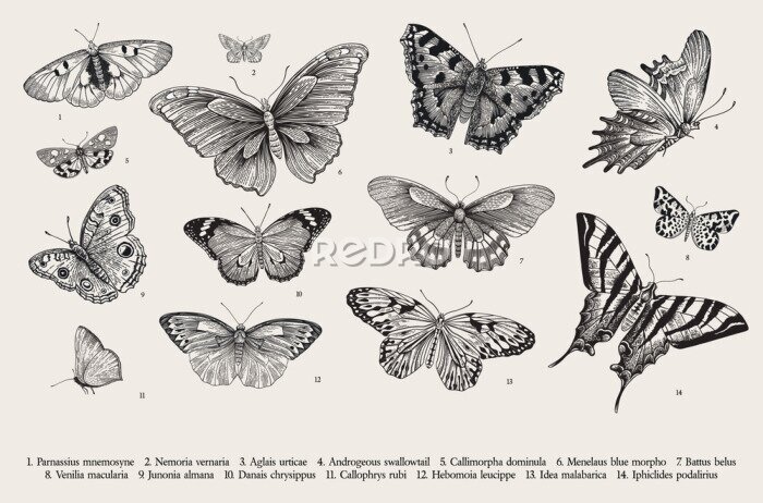 Poster Gravur mit Schmetterlingsarten