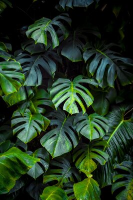Sticker Green leaves of Monstera philodendron, plant growing in botanical garden, tropical forest plants, evergreen vines abstract background.