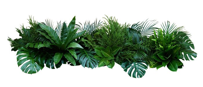 Poster Green leaves of tropical plants bush (Monstera, palm, rubber plant, pine, bird’s nest fern) floral arrangement indoors garden nature backdrop isolated on white background, clipping path included.