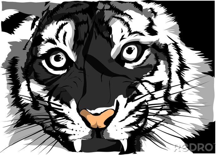 Poster Grimmiger Blick des Tigers