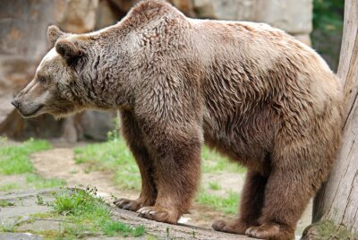 Poster Grizli-Bär in natürlicher Umgebung