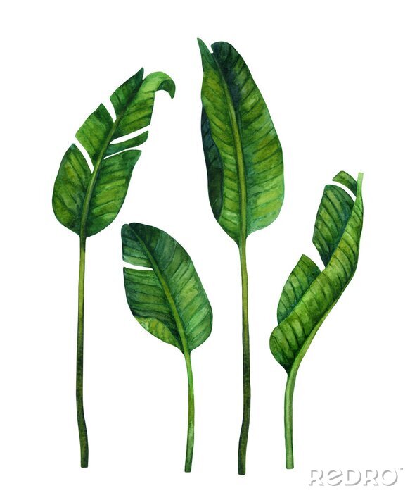 Poster Größere und kleinere grüne Bananenblätter