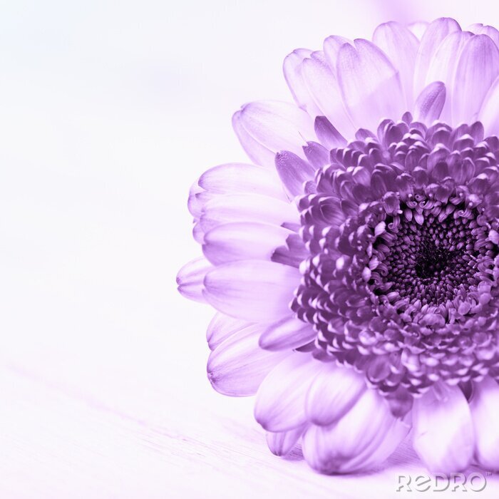 Poster Große Blüte in Lila