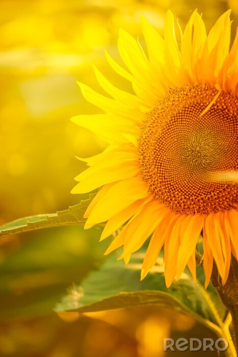 Poster Große Blume Blütenblätter reflektieren die Sonnenstrahlen
