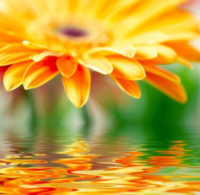 Große Blume spiegelt sich im Wasser