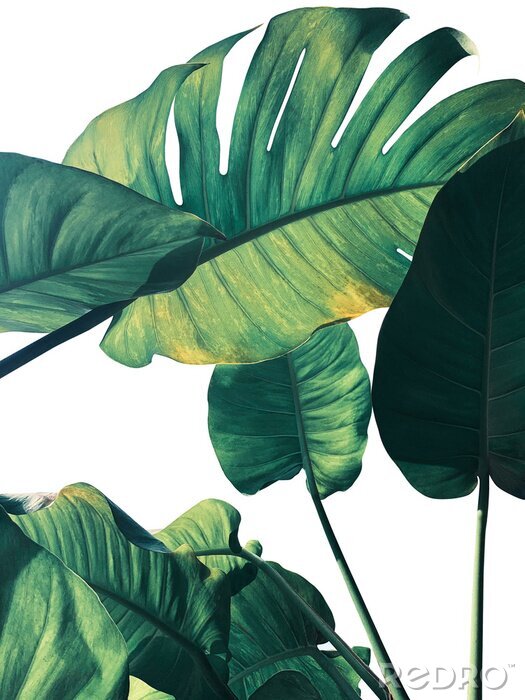 Poster Große Monstera-Blätter auf weißem Hintergrund
