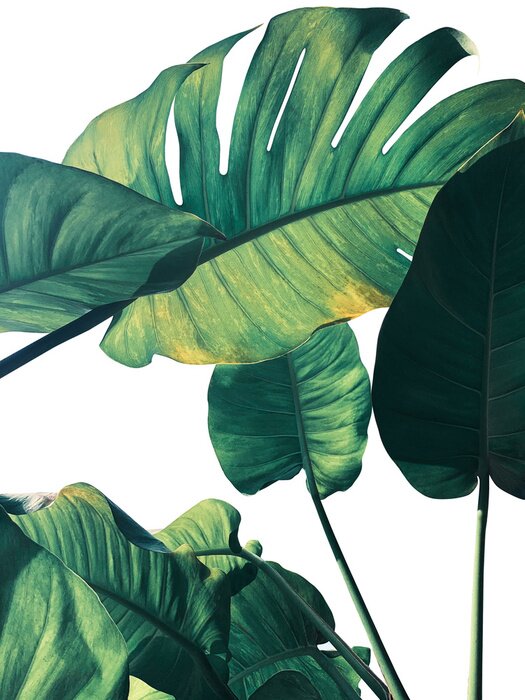 Poster Große Monstera-Blätter auf weißem Hintergrund