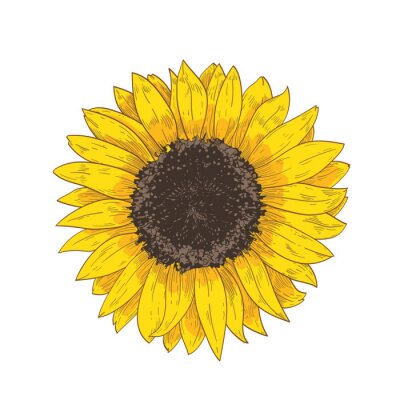 Poster Große Sommersonnenblume