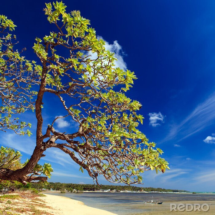 Poster Großer Baum am Meer