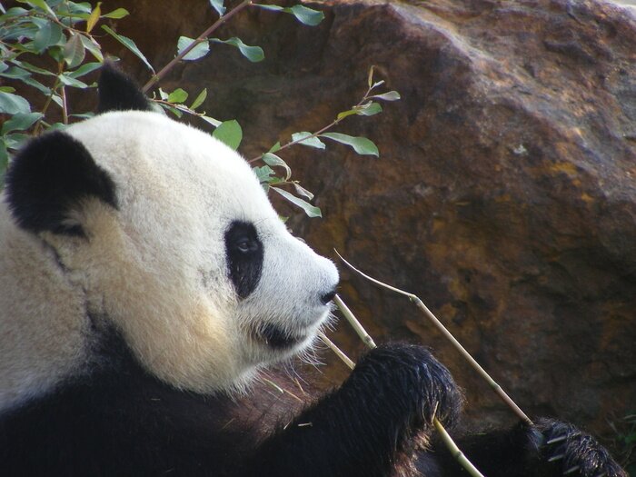 Poster Großer Panda auf dem Hintergrund der Felsen