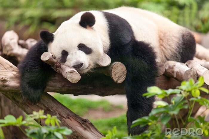 Poster Großer Panda schlafend auf einem Ast