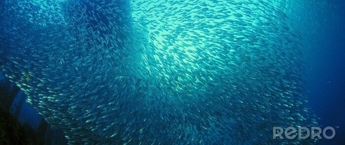 Poster Großer Sardinenschwarm