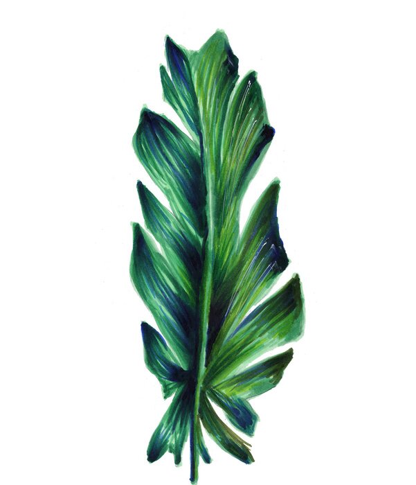 Poster Großes Bananenblatt auf weißem Hintergrund