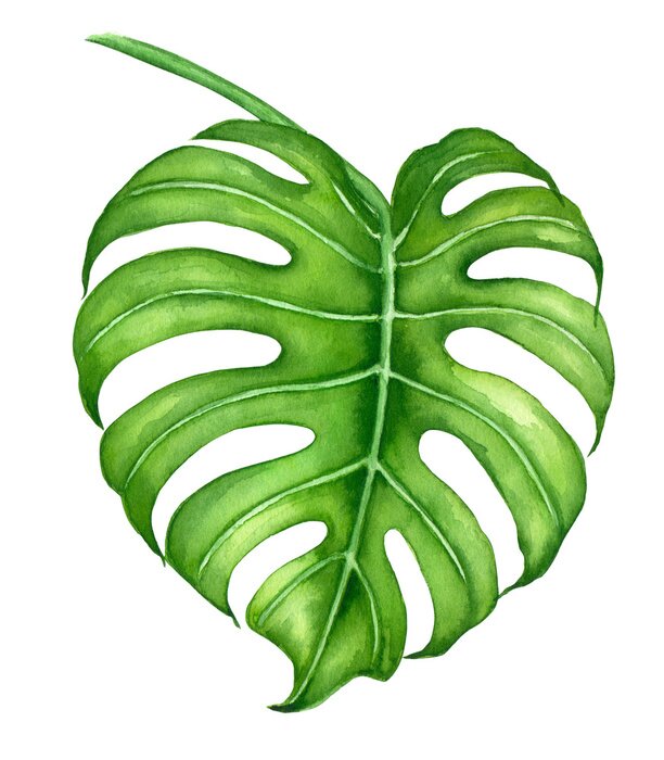 Poster Großes Monstera-Blatt auf einem Zweig