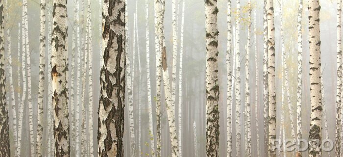 Poster Grove von Birken und trockenes Gras im frühen Herbst, Herbst-Panorama