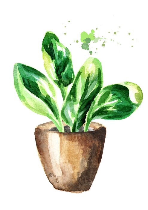 Poster Grüne Aquarellblätter in einem braunen Topf
