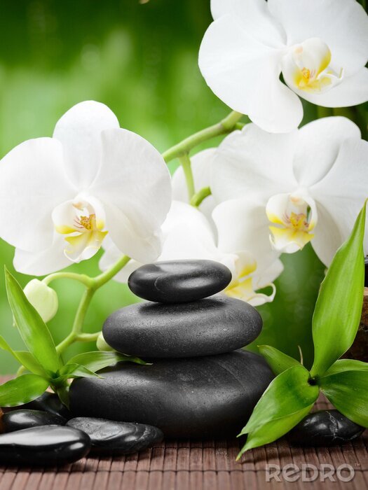 Poster Grüne Bambusblätter Steine und Orchideen