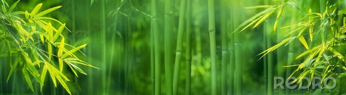 Poster Grüne Bambustriebe