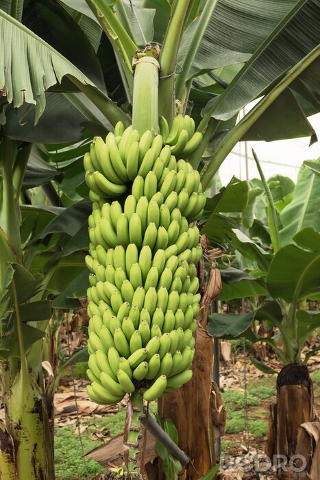 Poster Grüne Bananen auf einer Palme riesiges Büschel nach Maß - myredro.de