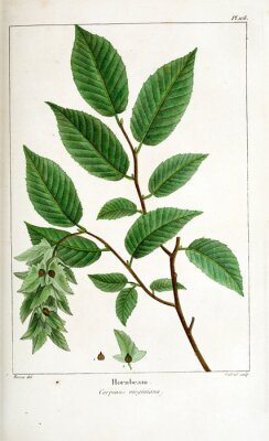 Poster Grüne Blätter botanische Illustration