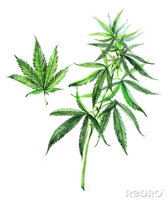 Poster Grüne Blätter von medizinischem Cannabis