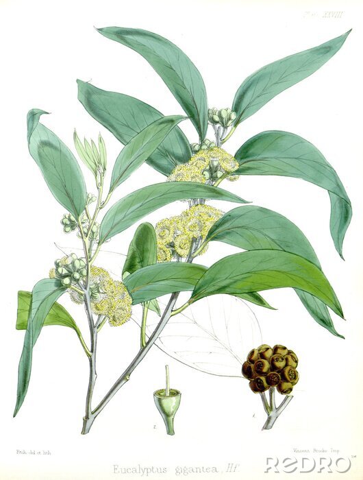 Poster Grüne Blumen botanische Zeichnung