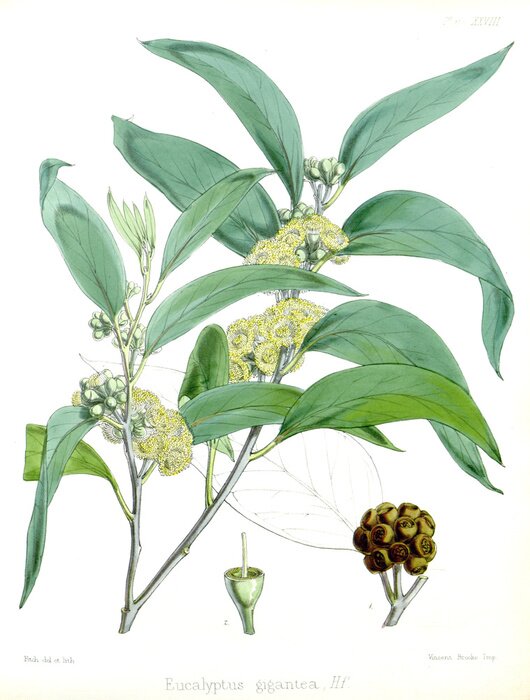 Poster Grüne Blumen botanische Zeichnung