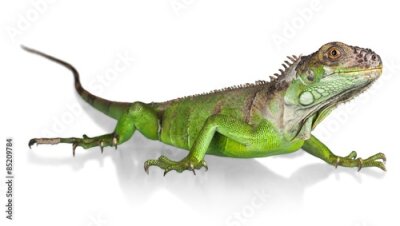 Poster Grüne Eidechse auf weißem Hintergrund