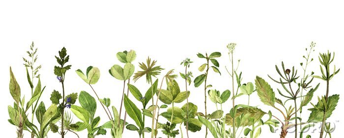 Poster Grüne Feldpflanzen