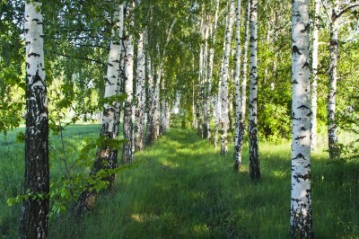 Grüne Natur und Birken