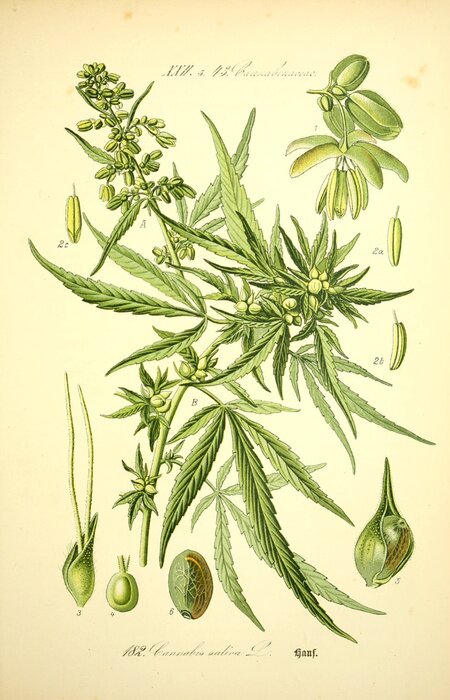 Poster Grüne Pflanze und ihre Entwicklungsstadien