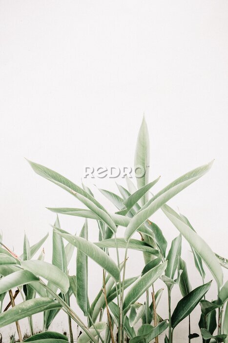Poster Grüne Pflanzen in einer friedlichen Komposition