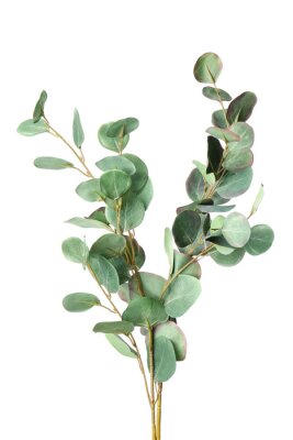 Poster Grüner Eukalyptuszweig