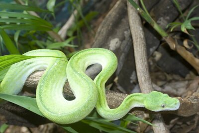 Grüner Python im Wald