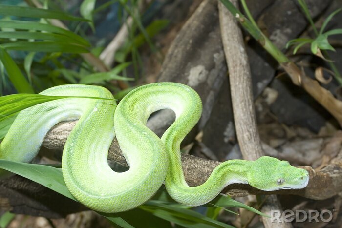 Poster Grüner Python im Wald