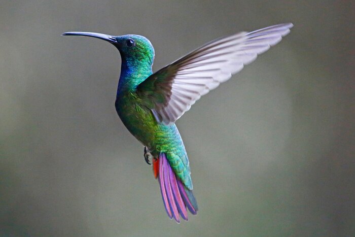 Poster Grüner Vogel mit ausgestreckten Flügeln