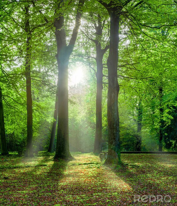 Poster Grüner Wald im Sommer mit Gegenlicht