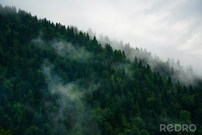 Poster Grüner wald mit himmel im hintergrund