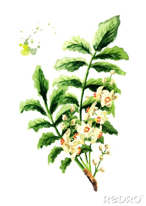 Poster Grüner Zweig mit Blättern und kleinen Blüten