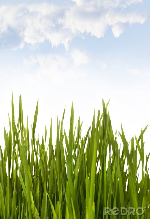 Poster Grünes Gras auf dem Hintergrund des Frühlingshimmels