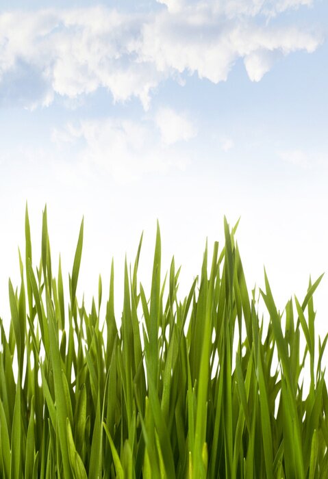 Poster Grünes Gras auf dem Hintergrund des Frühlingshimmels