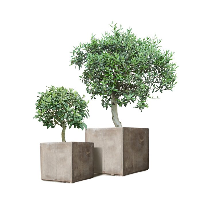 Poster Grünpflanzen in sechseckigen Töpfen