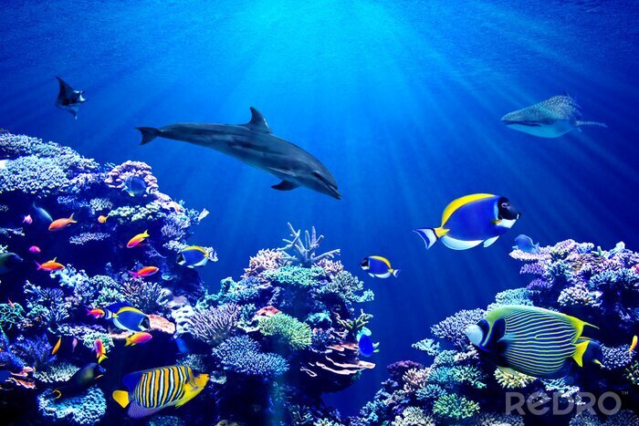 Poster Haie Rochen und Korallenriff