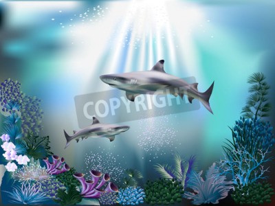 Poster Haie und Unterwasserpflanzen