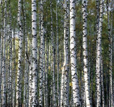 Hain mit kleinen Birken
