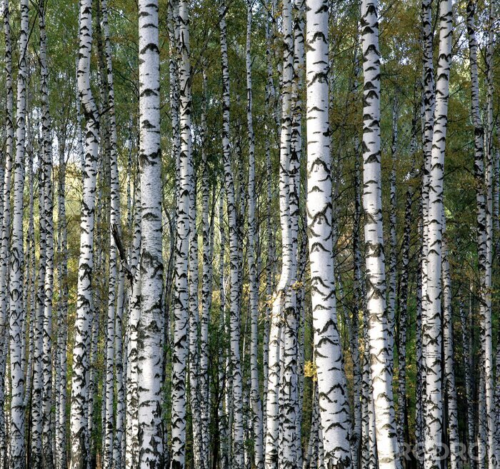 Poster Hain mit kleinen Birken