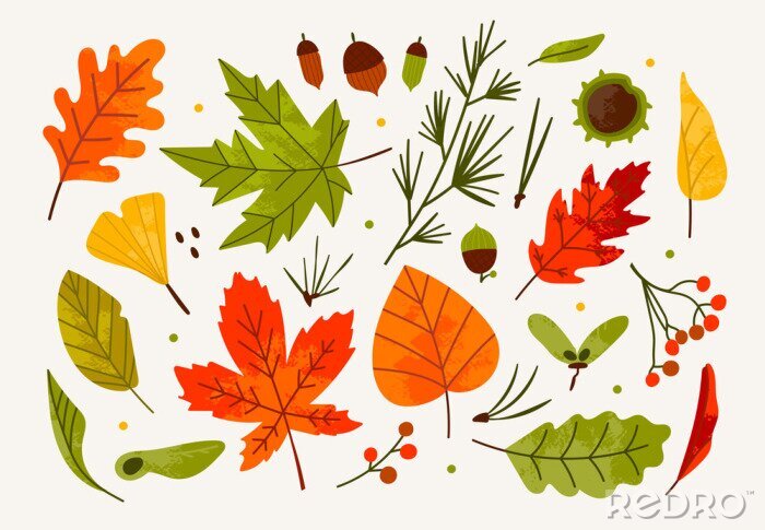 Poster Hand drawn big vector set of various autumn leaves, rowan, acorn and chestnut. Colored trendy illustration. Flat design. Stamp texture. All elements are isolated