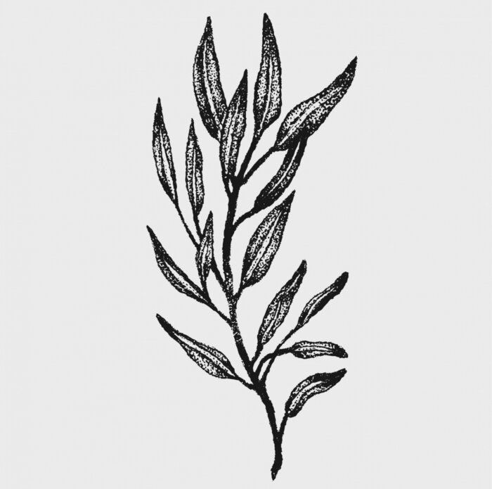 Poster hand drawn monochrome botanical style plant vector illustrations in stippling technique . simple isolated floral and herb elements for graphic design, invitations, posters, tattoos. 